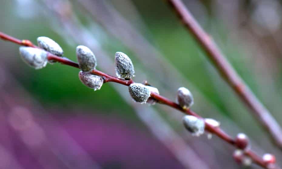Salix irrorata stems.