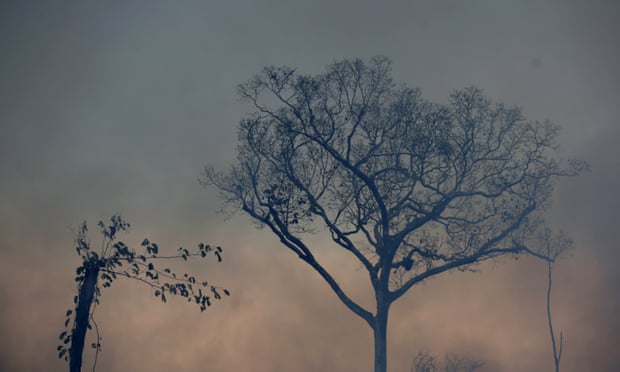 A tree stands amid smoke from a fire along the road to Jacunda national forest, in the Vila Nova Samuel region in Brazil’s Amazon.