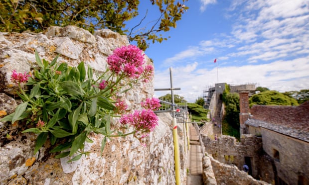 Valerian growing in the walls of Carisbrooke Castle, the Isle of Wight.