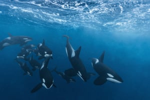 A large pod of orcas hunts cooperatively, a technique known as carousel feeding