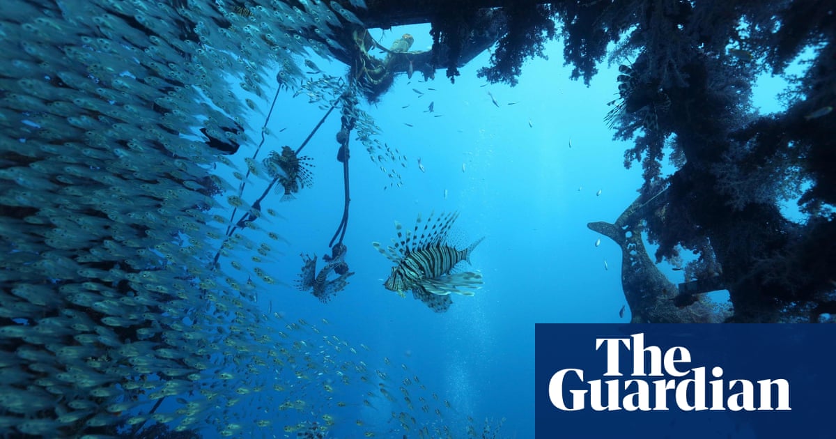 Israel fish deaths linked to rapid warming of seas - The Guardian