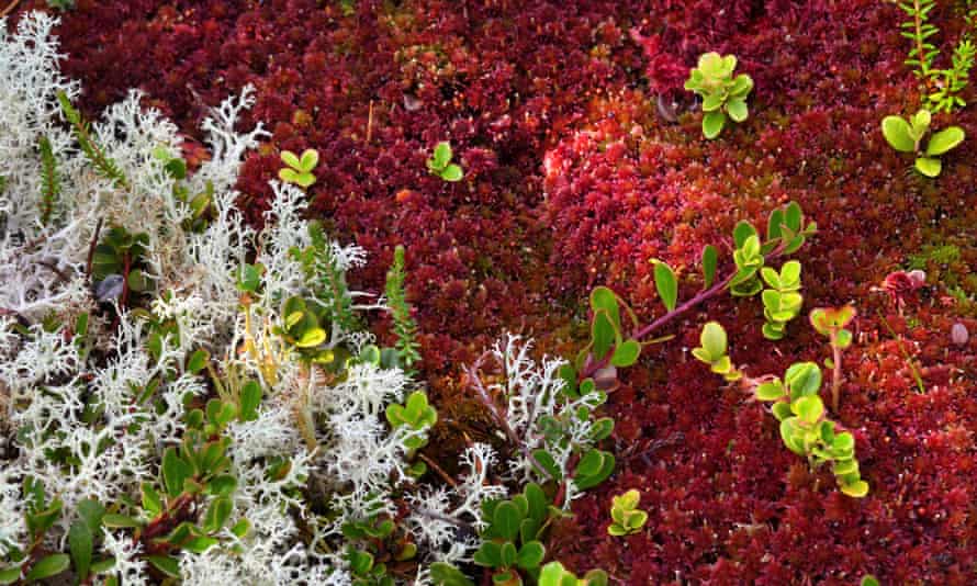 Sphagnum moss in the Cairngorms national park, Scotland.