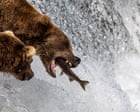 Gorging on bearcam: the livestream of big beasts eating that draws millions