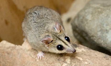 The Julia Creek dunnart is one of the more than 900 plants and animals in Queensland that is threatened by extinction.