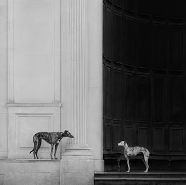 Two greyhounds – one with three legs – alongside a giant doorway