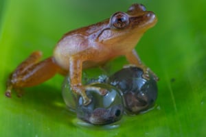 Other animals category winner: A Father and his OffspringA frog endemic to Sierra Nevada de Santa Marta National Park, Colombia