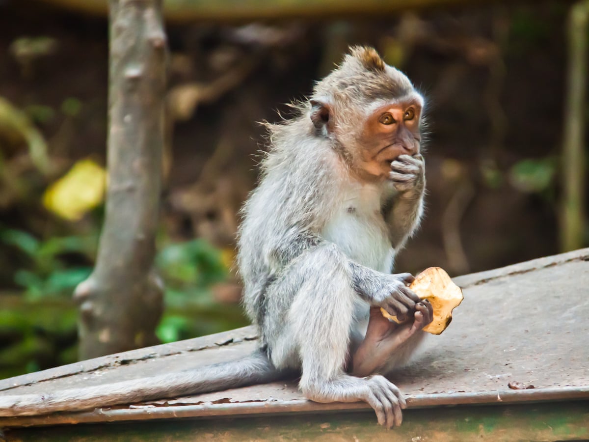 Animals In Beijing Zoo Imitate Humans Fighting After Seeing Tourists Epic Brawl Mothership Sg News From Singapore Asia And Around The World