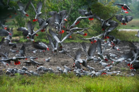 An African grey parrot flock in Lango Bai, Odzala-Kokoua national park