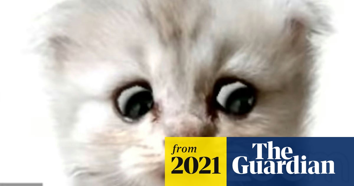 Texas lawyer, trapped by cat filter on Zoom call, informs judge he is not a Texas lawyer, trapped by cat filter on Zoom call, informs judge he is not a