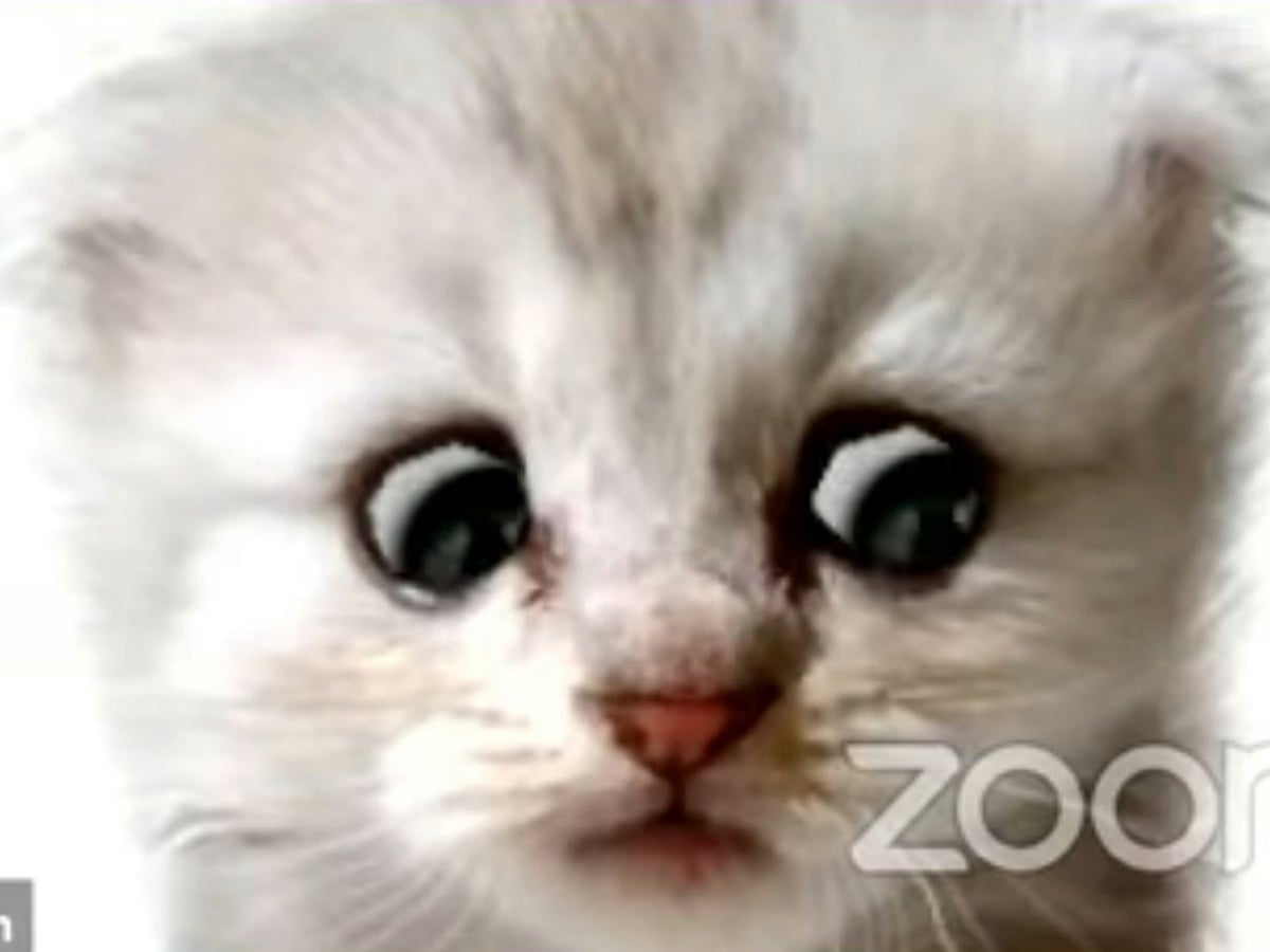 Why Cats Lick Plastic And Other Odd Behaviors Explained