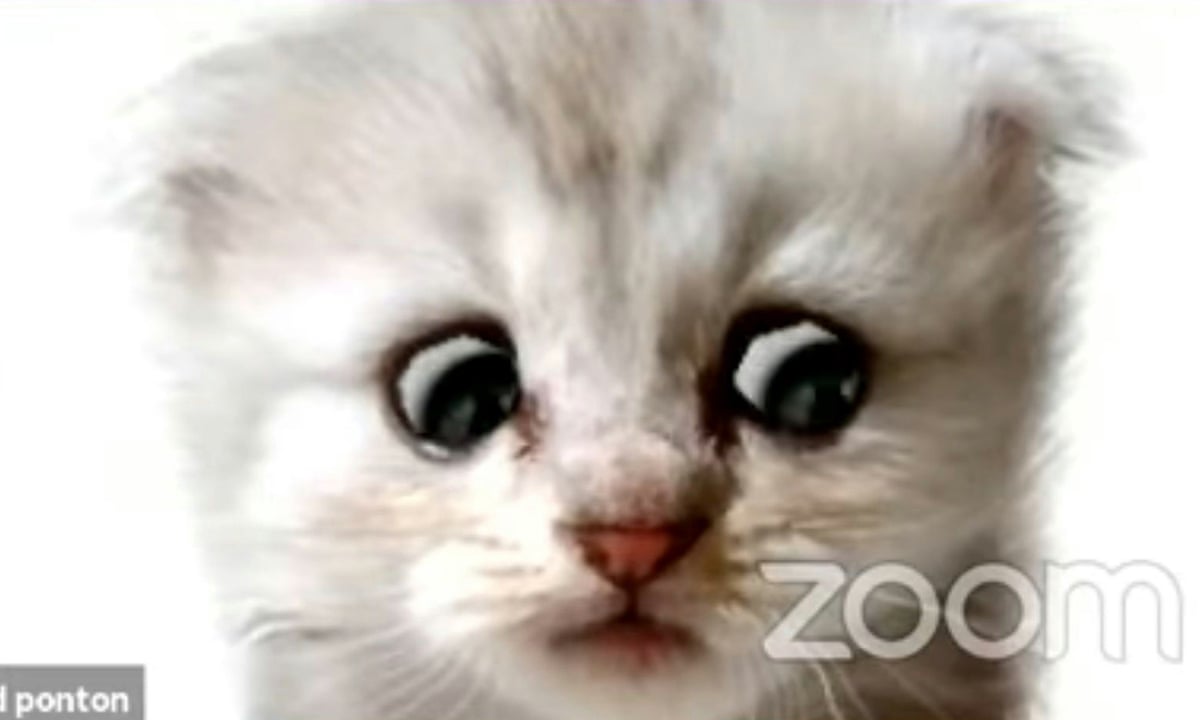 Kitten Dies After Human To Cat Covid 19 Transmission Evening Standard