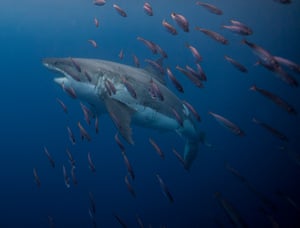 A great white shark, called Lucy, in the Guadalupe Islands, Mexico