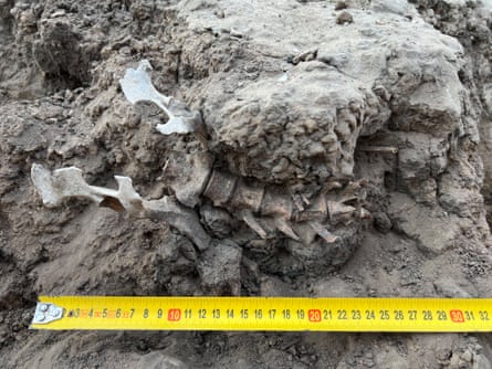A millennium-old dingo burial site was discovered in Kinchega national park near the Menindee Lakes