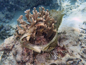 Spawning coral wrapped in plastic