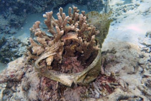 Spawning coral wrapped in plastic.