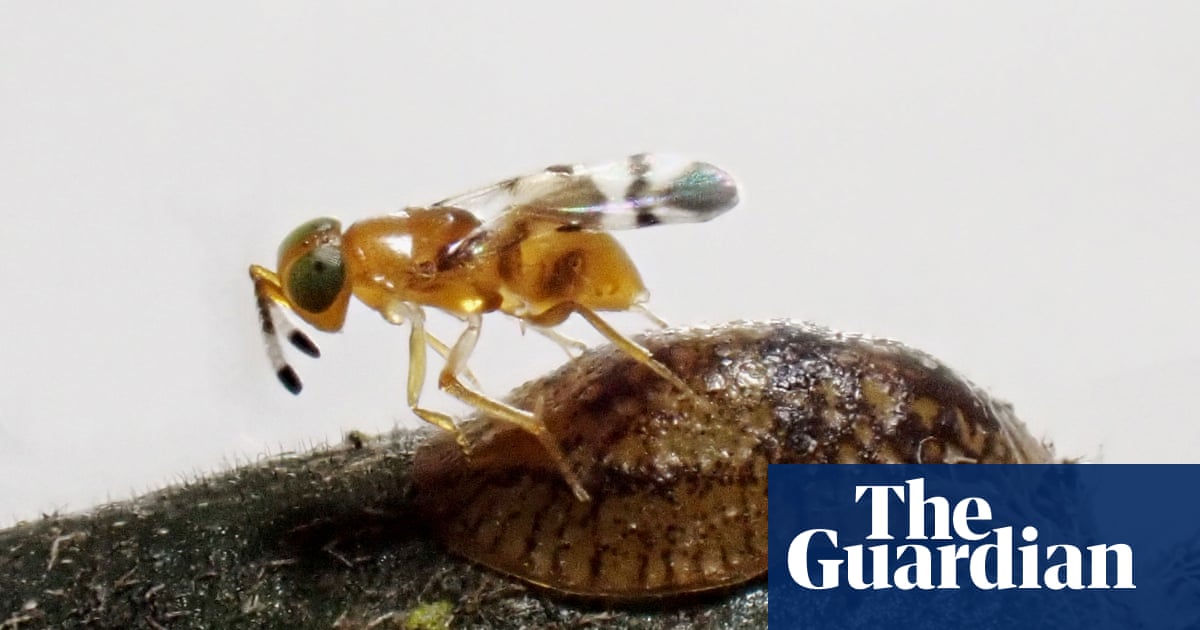 Tiny parasitic wasp helps save one of world’s rarest birds from extinction Tiny parasitic wasp helps save one of world’s rarest birds from extinction