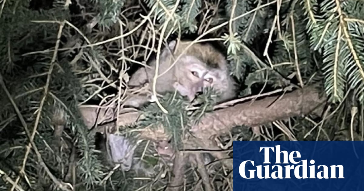Laaste van ontsnapte ape is verantwoordelik vir en drie doodgemaak ná ongeluk in Pennsilvanië