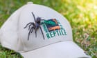 Biggest male funnel-web spider dubbed 'Hercules' found north of Sydney