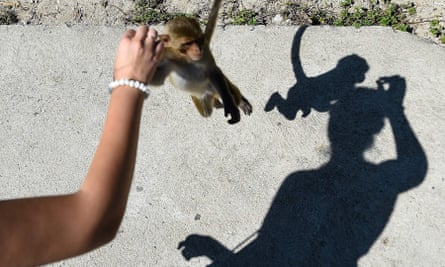 The study points to rodents, bats and primates as hosts for nearly 75% of all viruses.