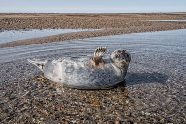 ringed seal rests on a sand spit on Banks Island,