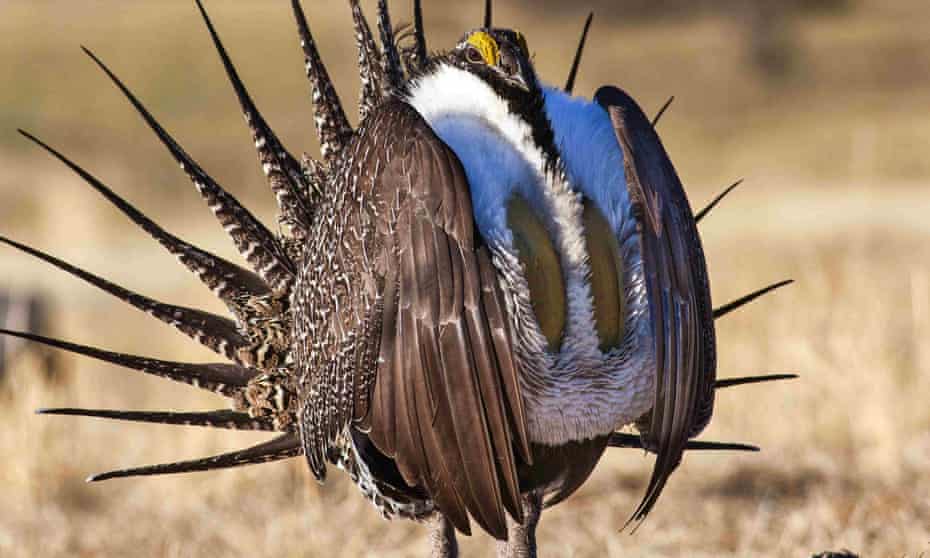 Sage grouse once numbered in the millions, but their populations have greatly dwindled. 