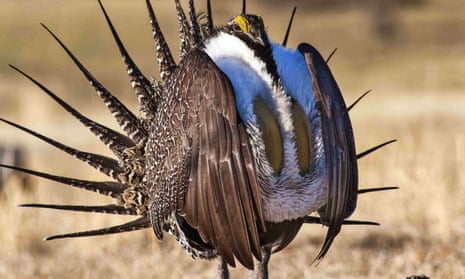 The male sage grouse is surprisingly beautiful, and famous for a chest-shaking mating dance.