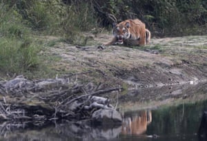 Um tigre real de Bengala no Parque Nacional de Bardiya, no Nepal.