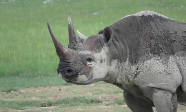 The number of African rhinos killed by poachers has increased for the sixth year in a row with at least 1,338 rhinos killed by poachers across Africa in 2015, according to new data.