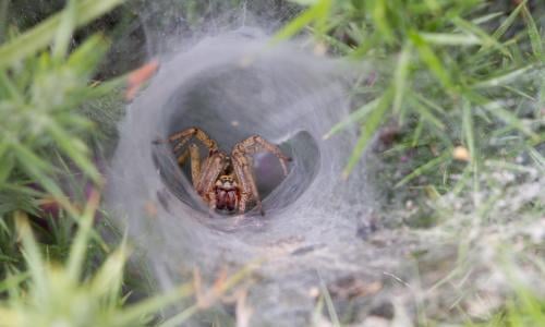 wallpapers Brazilian Wandering Spider Baby spider eggs that caused uk family to