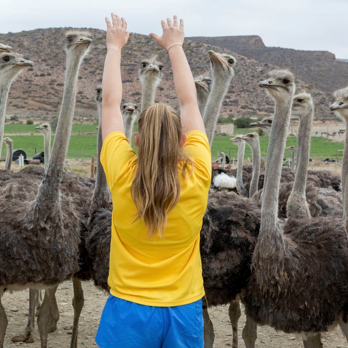 Festivals, fashion and feather bandits: why ostrich plumage is ...