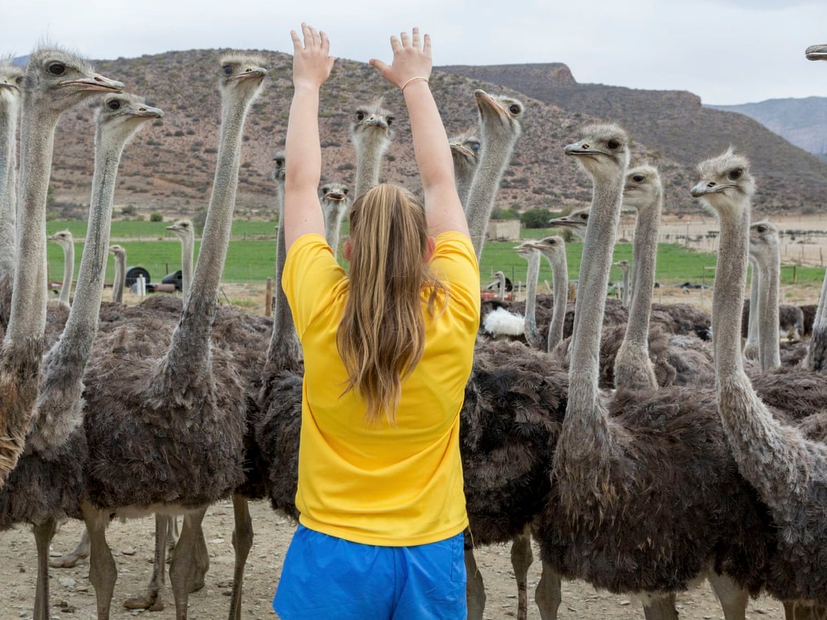 Festivals, fashion and feather bandits: why ostrich plumage is ...