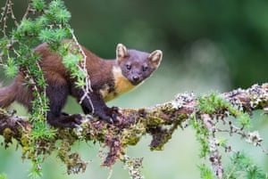 A rare daytime sighting of a pine marten in Argyl, Scotland.