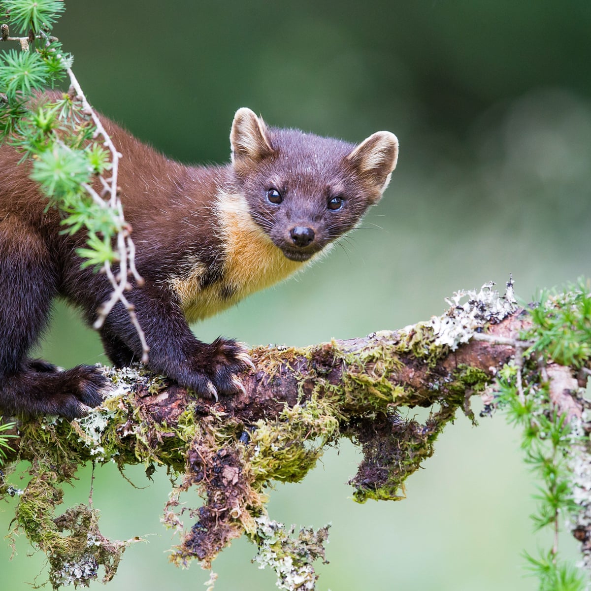 Can The Pine Marten Help Forest Animals Flourish Once More Wildlife The Guardian Can The Pine Marten Help Forest Animals Flourish Once More Wildlife The Guardian