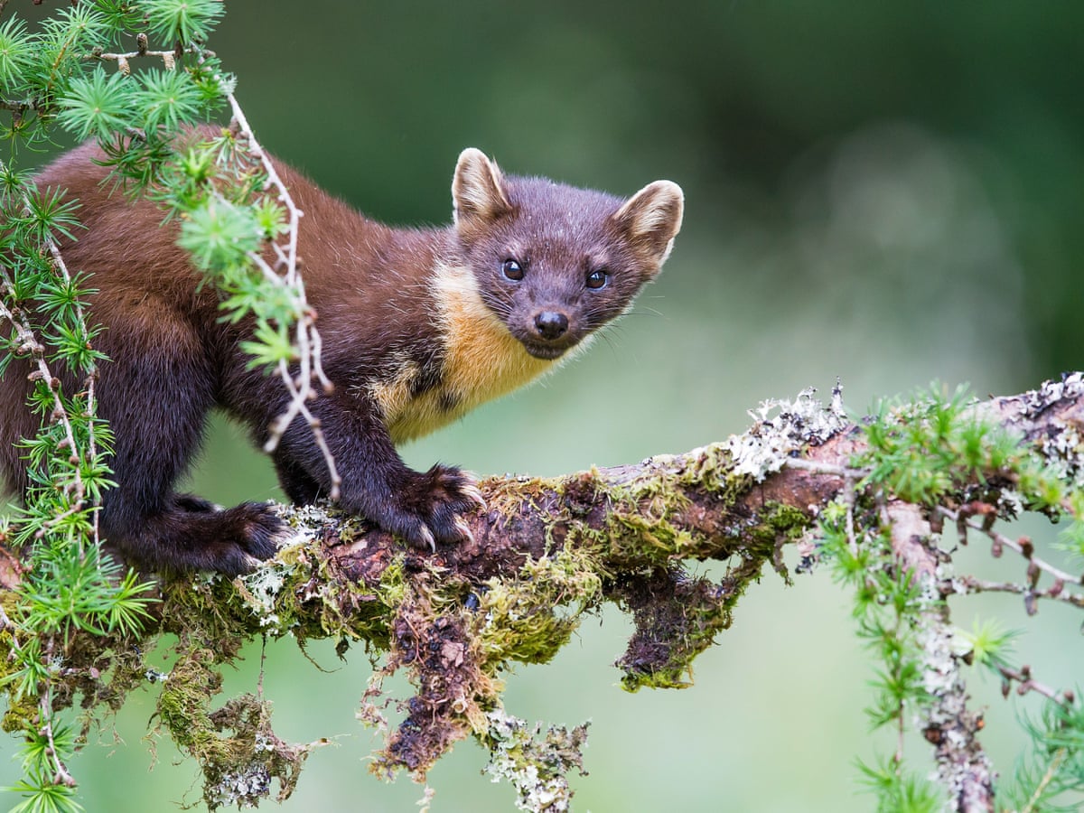 Can the pine marten help forest animals flourish once more? | Wildlife |  The Guardian