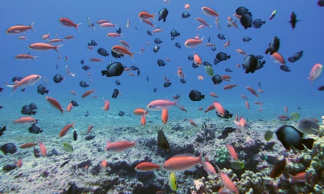 Dozens of small black and pink fish swim in clear ocean water above a coral reef