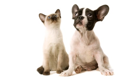 Paw-sitive Vibes Only: Why Every Day is a Good Day for Pets