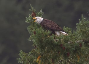 A wild bald eagle calls out from its perch