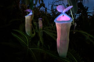 A fluorescent plant at night