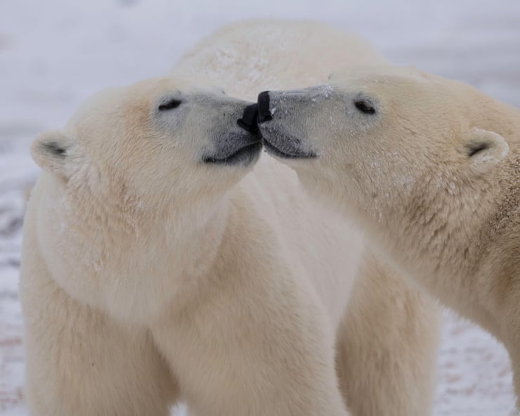 Changes to polar bear DNA could help them adapt to global heating, study finds Changes to polar bear DNA could help them adapt to global heating, study finds