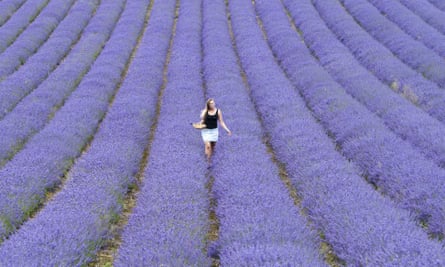 A lavender field in west Sussex.