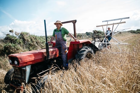 Gerald Miles driving a tractor through a field of April bearded wheat, with Iwan Evans sitting on a reaper-binder as it is pulled along behind