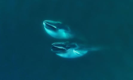 Fin whales feeding off the Gulf of California. 