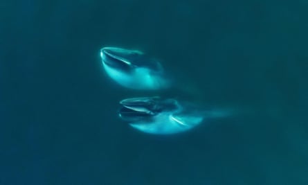 ‘A wake-up name’: whole weight of untamed mammals lower than 10% of humanity’s | Wildlife ‘A wake-up name’: whole weight of untamed mammals lower than 10% of humanity’s | Wildlife