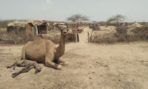 Animals from Ayub Amin Jat's herd