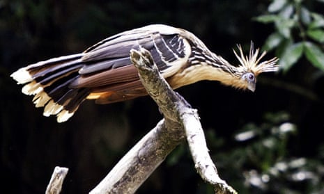Encounter with a hoatzin in deepest Amazonia | Amazon rainforest | The  Guardian