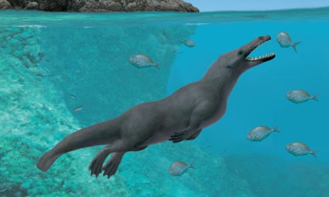 This illustration shows an artistic reconstruction of two individuals of Peregocetus, one standing along the rocky shore of nowadays Peru and the other preying upon sparid fish. The presence of a tail fluke remains hypothetical.