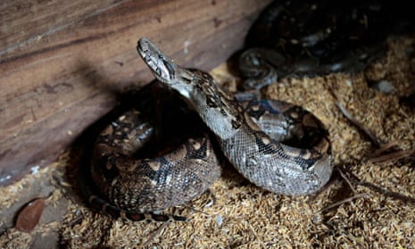 A boa constrictor in a crate