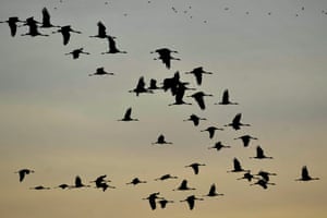 Common cranes fly at sunset over the puszta or Hungarian steppe of Hortobágy about 120 miles east of Budapest, Hungary