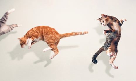 jumping cats in various poses