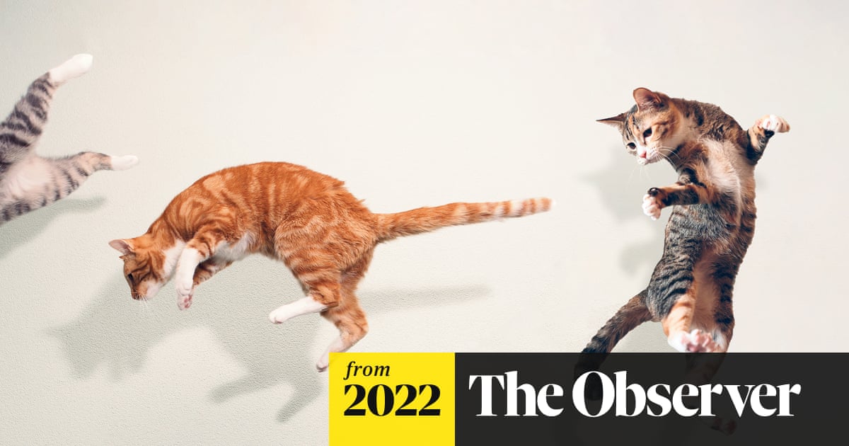How Many Birds Do House Cats Kill Per Year: Shocking Facts Revealed